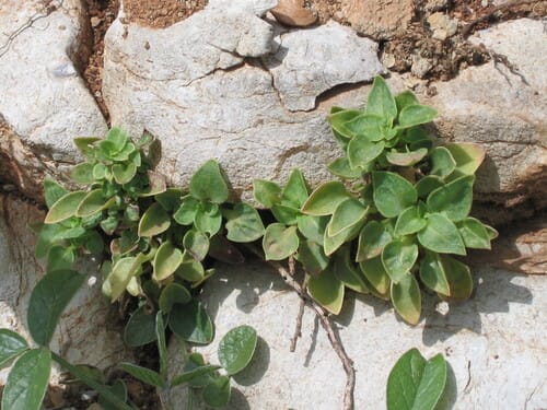 Theligonum cynocrambe (Dog's cabbage) — photo