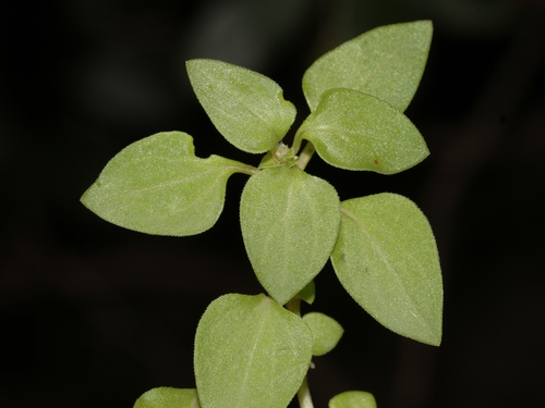 Theligonum cynocrambe