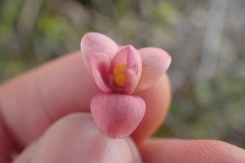 Thelymitra carnea (Tiny sun orchid) — photo