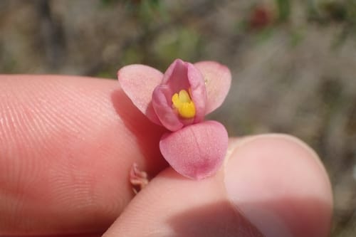 Thelymitra carnea (Tiny sun orchid) — photo