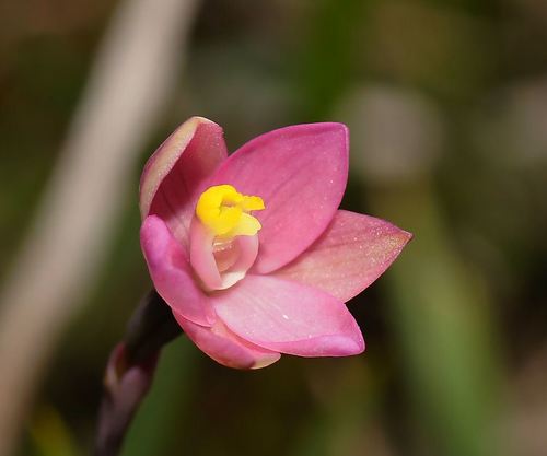 Thelymitra carnea