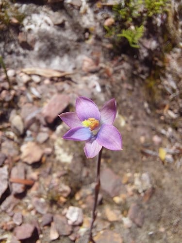 Thelymitra circumsepta (Naked sun orchid) — photo