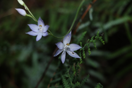 Thelymitra fragrans (Pink sun orchid) — photo