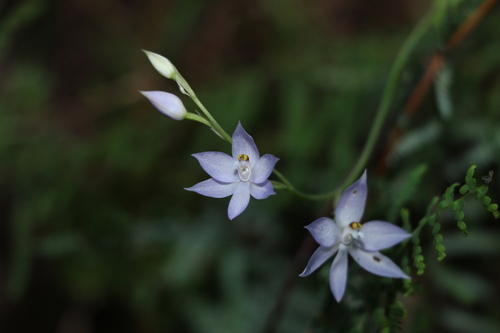 Thelymitra fragrans (Pink sun orchid) — photo