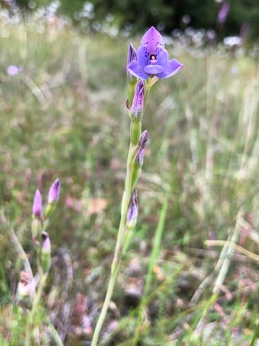 Thelymitra ixioides (Dotted sun orchid) — photo