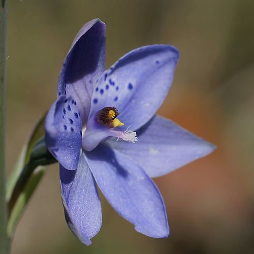 Thelymitra ixioides