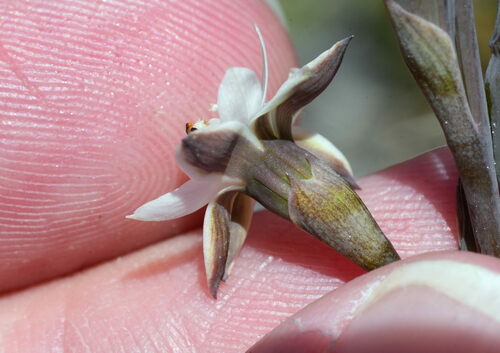 Thelymitra longifolia (Maori potato) — photo
