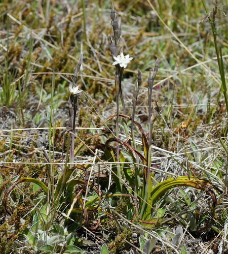 Thelymitra longifolia (Maori potato) — photo