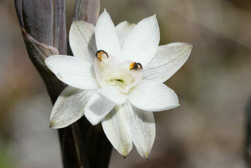 Thelymitra longifolia