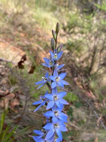 Thelymitra media — photo