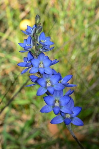 Thelymitra media