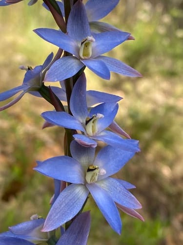 Thelymitra media — photo