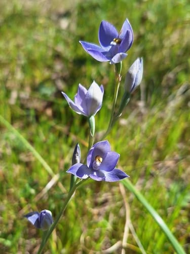 Thelymitra megacalyptra (Scented sun orchid) — photo