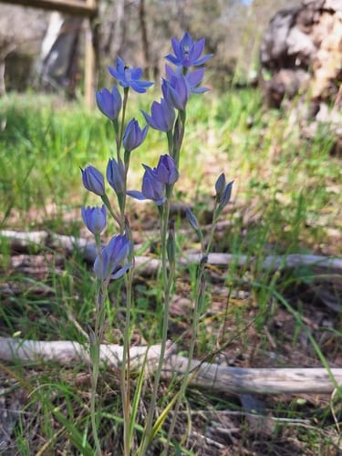 Thelymitra megacalyptra (Scented sun orchid) — photo
