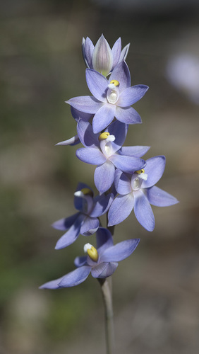 Thelymitra megacalyptra