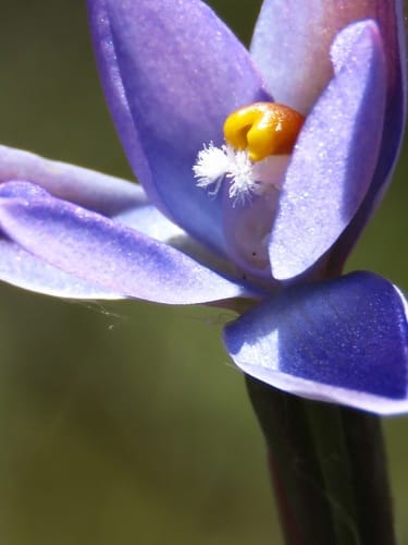 Thelymitra nuda (Scented sun orchid) — photo