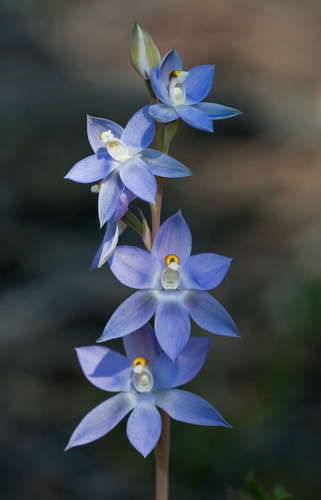 Thelymitra nuda