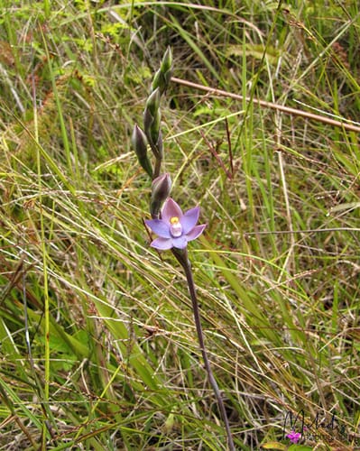 Thelymitra papuana — photo