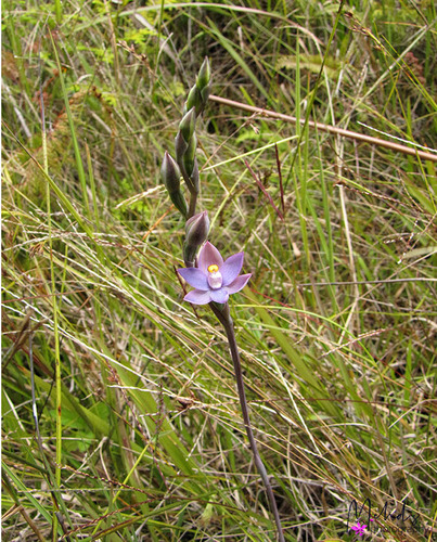 Thelymitra papuana