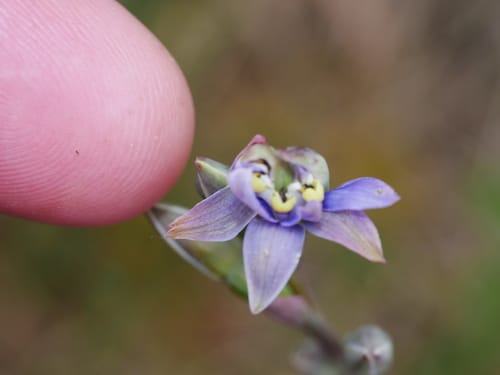 Thelymitra pauciflora (Slender sun orchid) — photo