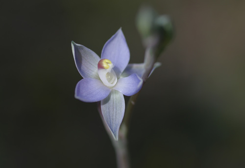 Thelymitra pauciflora