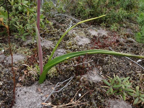 Thelymitra pulchella (Maikuku) — photo