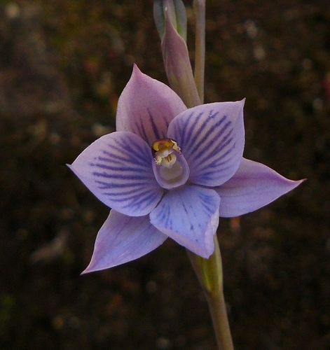 Thelymitra pulchella