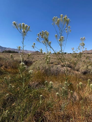 Thelypodium integrifolium (Entire leaf thelypody) — photo