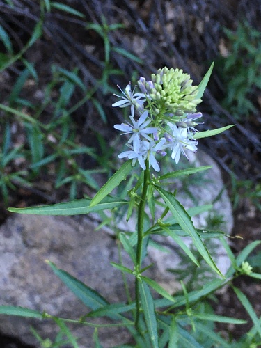 Thelypodium wrightii (Wright's thelopody) — photo