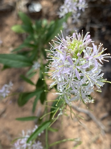 Thelypodium wrightii (Wright's thelopody) — photo