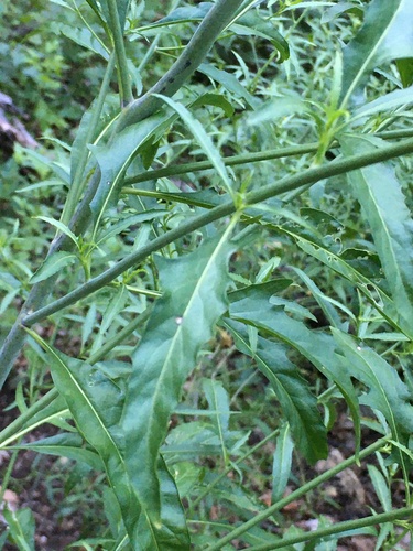 Thelypodium wrightii