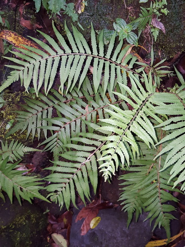Thelypteris arbuscula (Fern) — photo