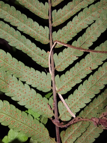 Thelypteris arbuscula (Fern) — photo
