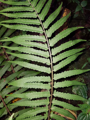 Thelypteris arbuscula
