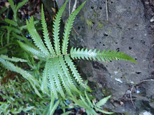 Thelypteris gongylodes — photo