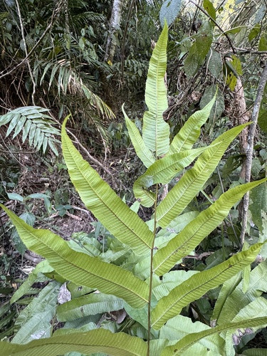 Thelypteris nudata (Rubro-ow) — photo