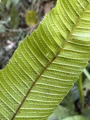 Thelypteris nudata (Rubro-ow) — photo