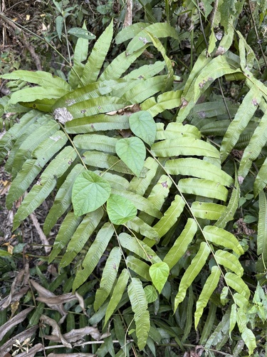 Thelypteris nudata