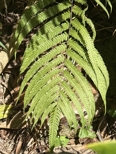 Thelypteris opulenta