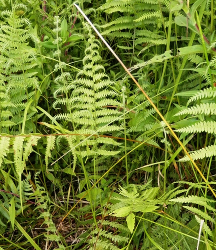 Thelypteris palustris (Marsh fern) — photo