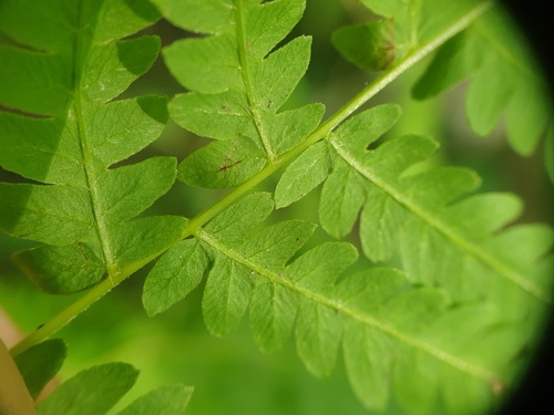 Thelypteris palustris (Marsh fern) — photo