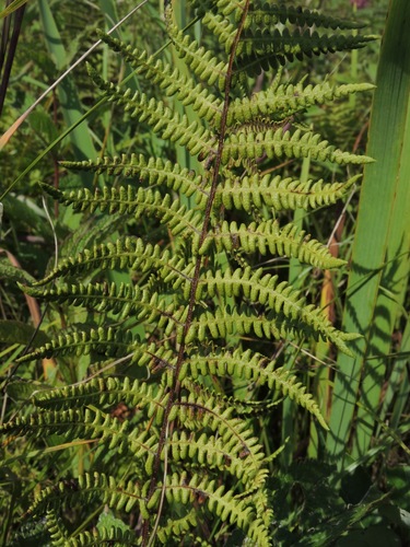 Thelypteris palustris