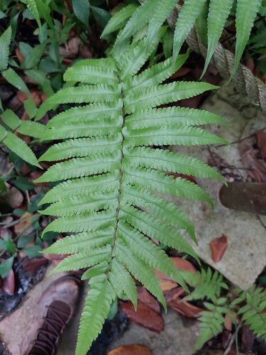 Thelypteris subpubescens — photo