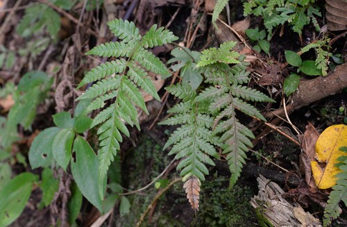 Thelypteris truncata (Fern) — photo
