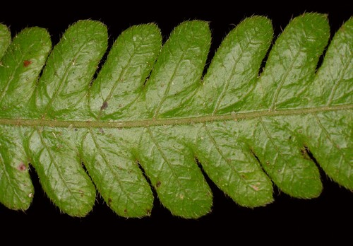 Thelypteris truncata (Fern) — photo