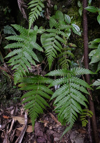 Thelypteris truncata