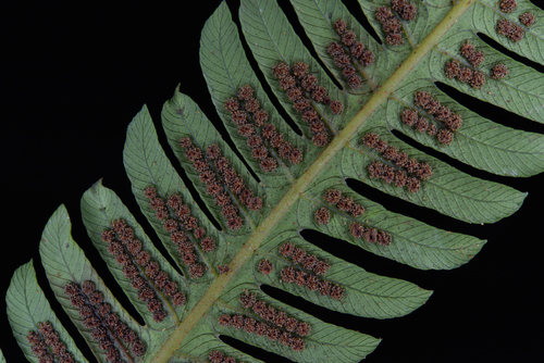 Thelypteris xylodes — photo