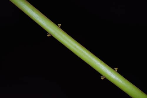 Thelypteris xylodes — photo