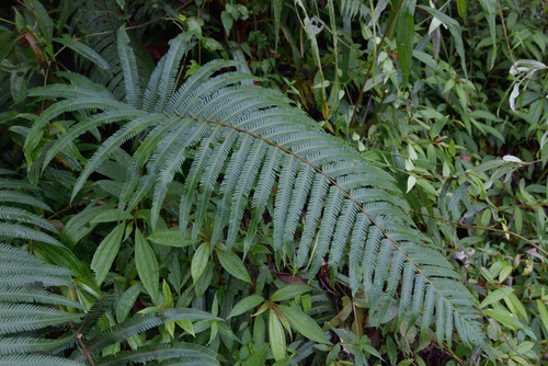 Thelypteris xylodes
