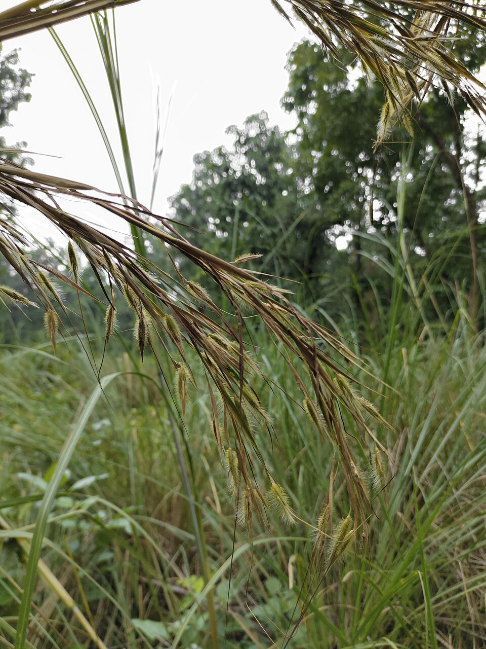 Themeda arundinacea (Tiger grass) — photo
